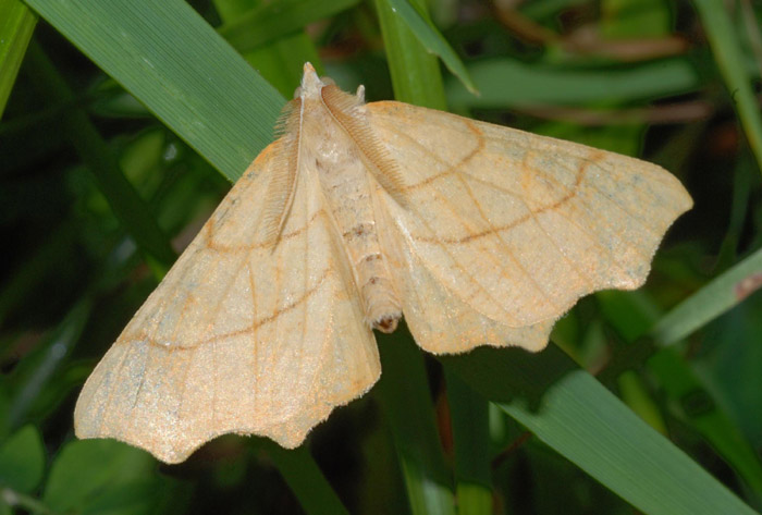 Ennomos quercaria?